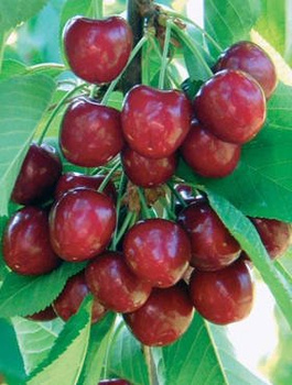 Maguskirsipuu Simona – paljasjuursed istikud