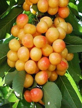 Maguskirsipuu Kunzego – paljasjuursed istikud