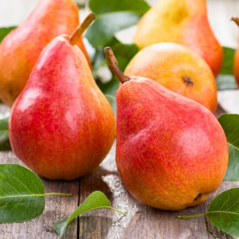 Grusza Król Sobieski START PACK ®