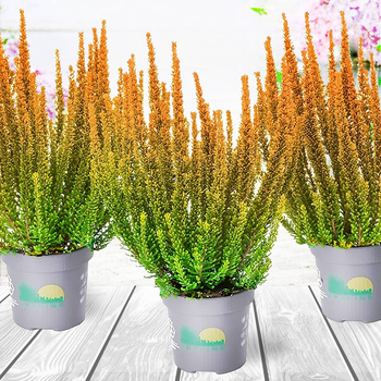 Kanarbik Skyline Las Vegas oranž – istikud