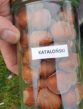 Sarapuu Katalonski – paljasjuursed istikud