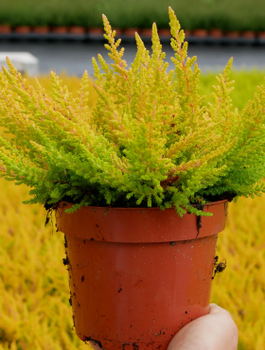 Kanarbik kuldne pungaline – istikud