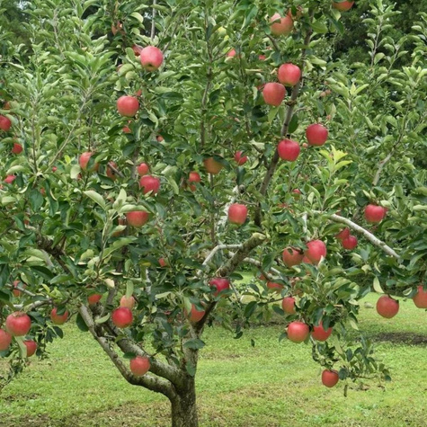 Õunapuu Cox’s Orange Renette – paljasjuursed istikud