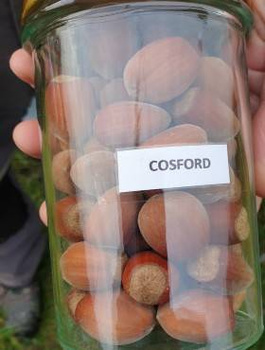 Sarapuu Cosford – paljasjuursed istikud