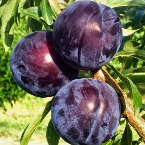 Ploomipuu Jaapani Czarna (mustaviljeline) – paljasjuursed istikud