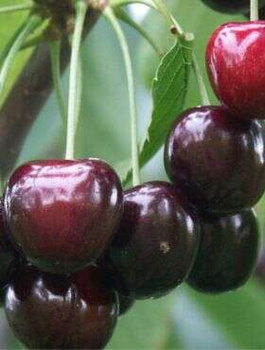 Czereśnia Tamara NAJWIĘKSZE OWOCE START PACK