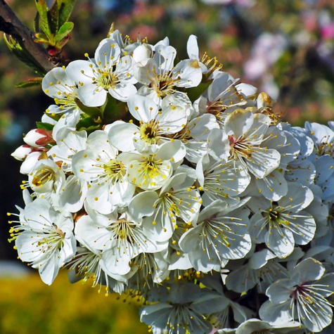 Maguskirsipuu Schneidera – paljasjuursed istikud