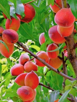 Virsikupuu Rakoniewicka – paljasjuursed istikud