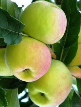 Õunapuu Ananas Berzenicki – paljasjuursed istikud