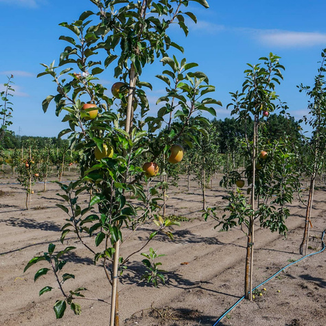 Õunapuu Elstar – paljasjuursed istikud