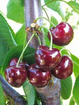 Maguskirsipuu Horka – paljasjuursed istikud