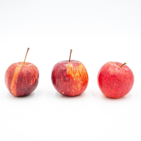 Õunapuu Gala – paljasjuursed istikud