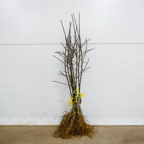 Õunapuu Antonowka Valge Koorev ja Poolteistnaelane – paljasjuursed istikud