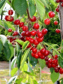 Maguskirsipuu Christiana – paljasjuursed istikud