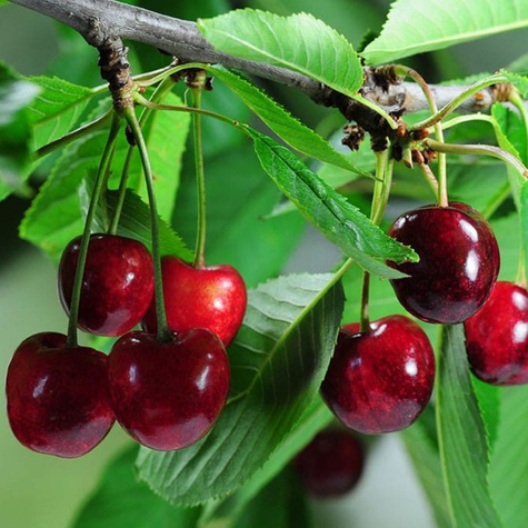 Hapukirsipuu Mini Piemont – istikud paljasjuurega