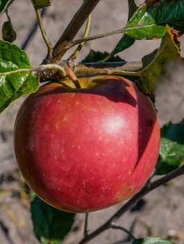 Õunapuu Najdared – paljasjuursed istikud