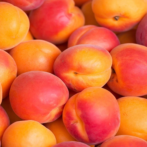 Aprikoosipuu Harogem – paljasjuursed istikud