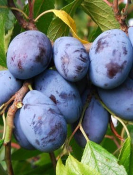 Ploomipuu Jojo – paljasjuursed istikud