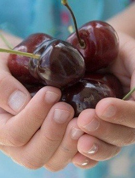 Maguskirsipuu Siestronka – paljasjuursed istikud