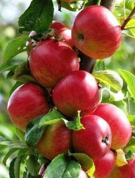 Õunapuu Alwa – paljasjuursed istikud