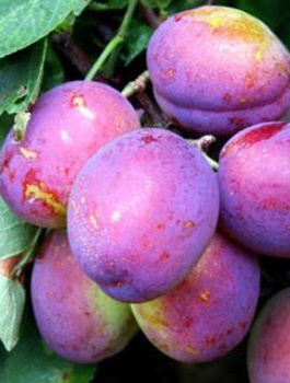 Ploomipuu Oneida – paljasjuursed istikud