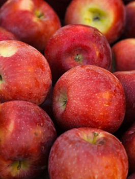 Õunapuu Empire – paljasjuursed istikud