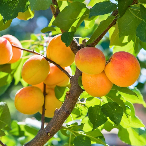 Aprikoosipuu Soledane – paljasjuursed istikud