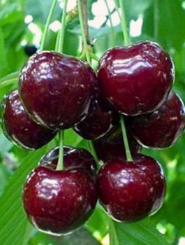 Maguskirsipuu Regina – paljasjuursed istikud