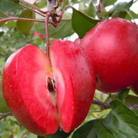 Õunapuu Red Loove – paljasjuursed istikud