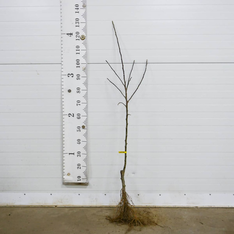 Õunapuu Jonagored – paljasjuursed istikud