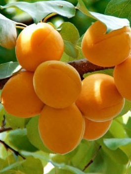 Aprikoosipuu Early Orange – paljasjuursed istikud