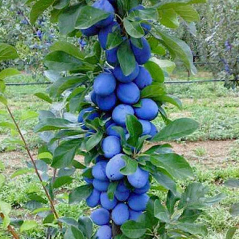 Ploomipuu sambakujuline vorm Fruca – paljasjuursed istikud