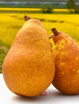 Pirnipuu Generaal Leclerc – paljasjuursed istikud