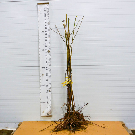 Maguskirsipuu Vega – paljasjuursed istikud