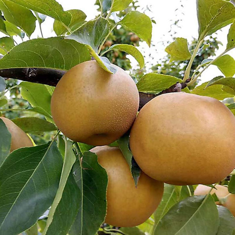 Pirnipuu (Aasia pirn) Shinseiki – paljasjuursed istikud