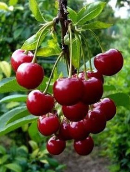 Hapukirsipuu Debreceni Botermo – paljasjuursed istikud