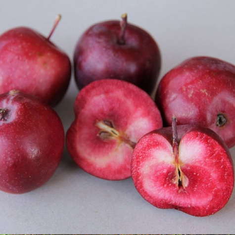 Jabłoń kolumnowa Maypole Balerina START PACK