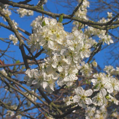 Ploomipuu Jojo – paljasjuursed istikud
