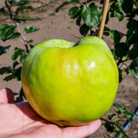 Jabłoń Antonówka Biała Śmietankowa Półtorafuntowa START PACK 