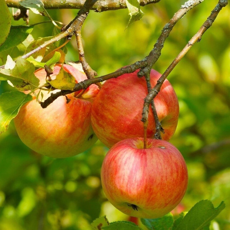 Õunapuu Grafsztynek – paljasjuursed istikud