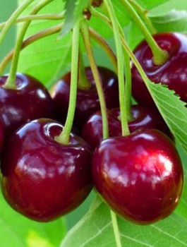 Maguskirsipuu Summit – paljasjuursed istikud