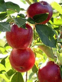 Õunapuu Geneva Early – paljasjuursed istikud