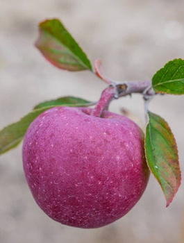 Õunapuu Gloster – paljasjuursed istikud