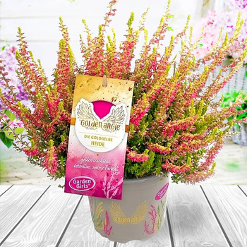 Kanarbik 'Skyline Golden Angie', põlev – istikud