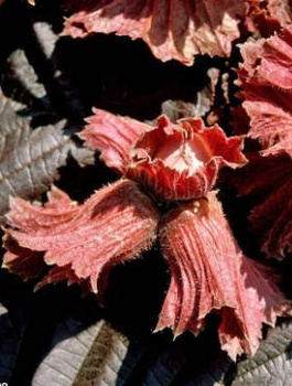 Sarapuu Warszawski punane – paljasjuursed istikud