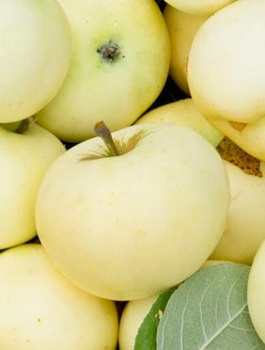 Õunapuu Papierowka Staropolska – paljasjuursed istikud