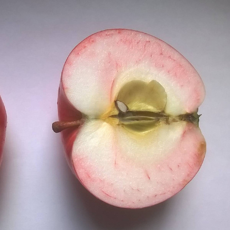 Õunapuu Lobo – paljasjuursed istikud