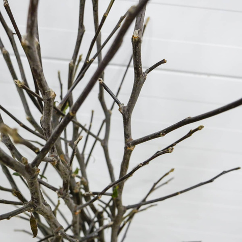 Õunapuu Antonowka – paljasjuursed istikud