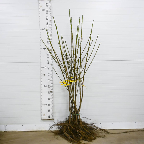 Maguskirsipuu Schneidera – paljasjuursed istikud