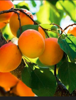 Aprikoosipuu Bergeron – paljasjuursed istikud